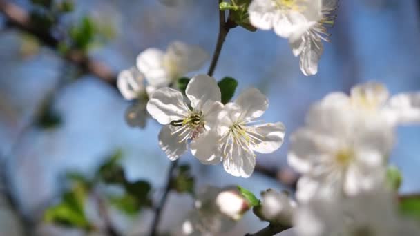 Kwiaty wiśni lub moreli są w pełnym rozkwicie wiosną — Wideo stockowe