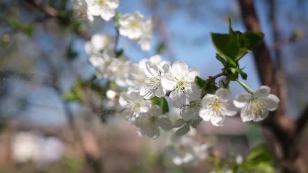 Cherry or apricot blossoms are in full bloom at spring day — Stock Video