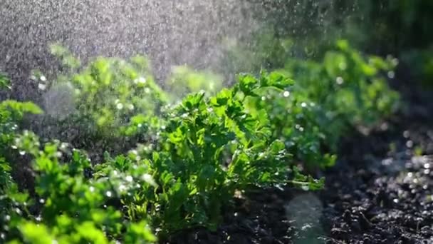 庭の散水からの散水は庭のベッドでパセリの茂みができます — ストック動画