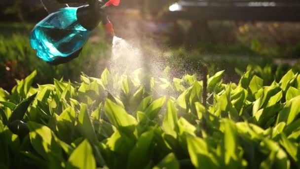 Take care of garden - close up view of gardener watering plants at garden bed slowmotion video — Stockvideo