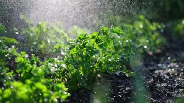 庭の散水からの散水は庭のベッドでパセリの茂みができます — ストック動画