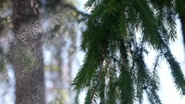 Slow motion close up video of green fir tree branch at rainy day — Wideo stockowe