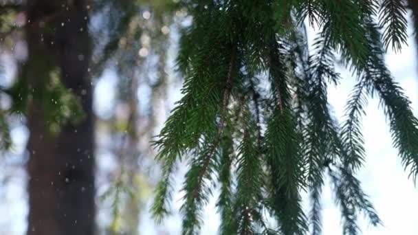 Slow motion close up video of green fir tree branch at rainy day — Stockvideo