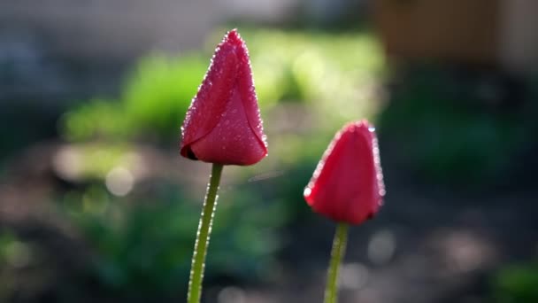 Primer plano de flores de tulipán rojo cubiertas de rocío por la mañana — Vídeos de Stock