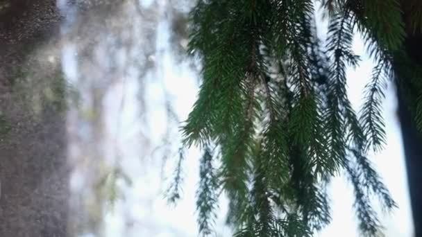 Slow motion close up video of green fir tree branch at rainy day — Stockvideo