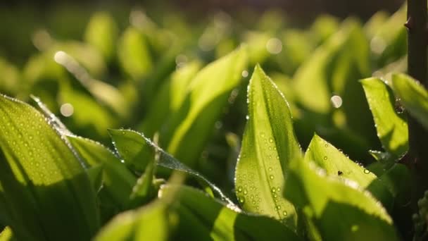 Fresh green grass with dew drops closeup footage — стоковое видео