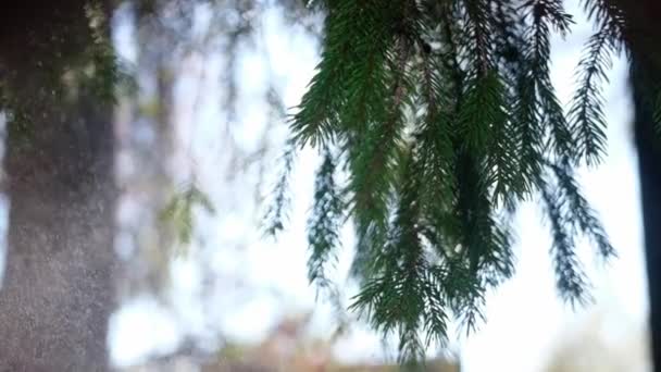 Slow motion close up video of green fir tree branch at rainy day — Wideo stockowe