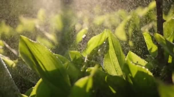 Erba fresca verde con gocce di rugiada primo piano filmato — Video Stock