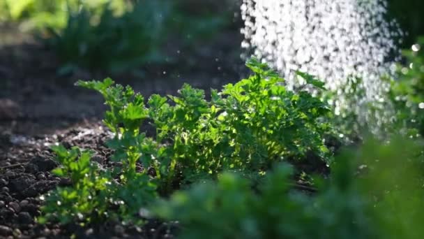 Watering from a garden watering can bushes of parsley at garden bed — Vídeo de Stock