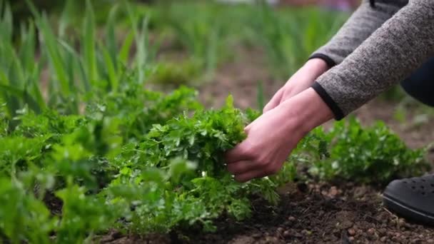 Woman gardener cutting parsley at garden bed at spring sunny day — Vídeo de Stock