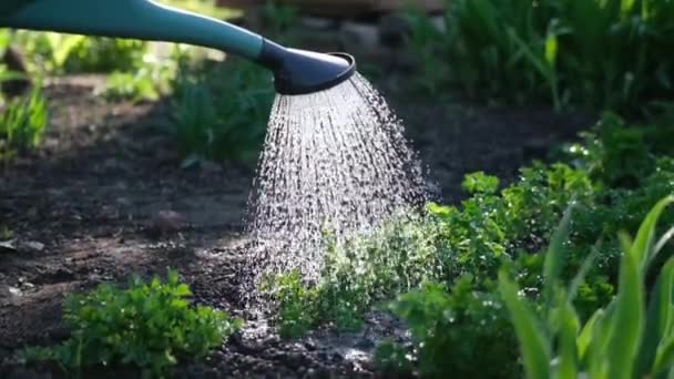 Watering from a garden watering can bushes of parsley at garden bed — Stock Video