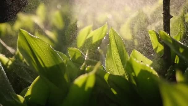 Vers groen gras met dauwdruppels close-up beelden — Stockvideo