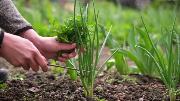 Woman gardener cutting green onion at garden bed at spring sunny day — Stock Video