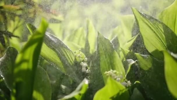 White lily of the valley flowers and young green leaves on a rainy sunny spring day — Wideo stockowe