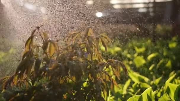 庭の世話をする-庭のベッドのスローモーションビデオで庭師の散水植物のクローズアップビュー — ストック動画