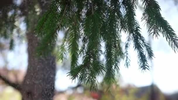 Slow motion close up video of green fir tree branch at rainy day — Stockvideo