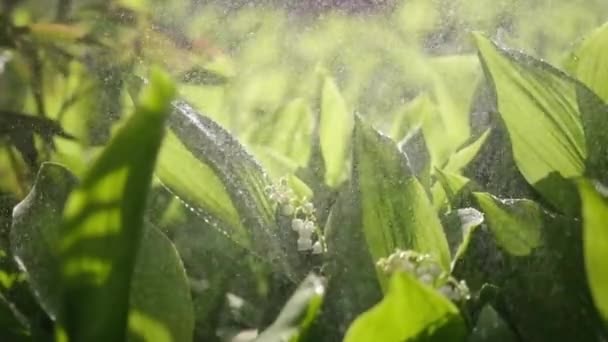 White lily of the valley flowers and young green leaves on a rainy sunny spring day — Stock Video