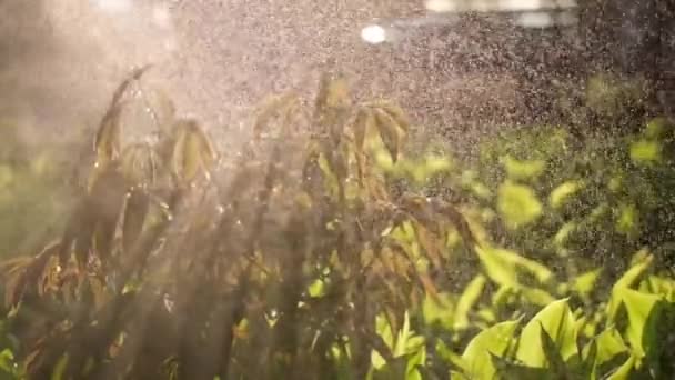 Vigyázz a kertre - közeli kilátás kertész öntözés növények kerti ágy lassított mozgás videó — Stock videók