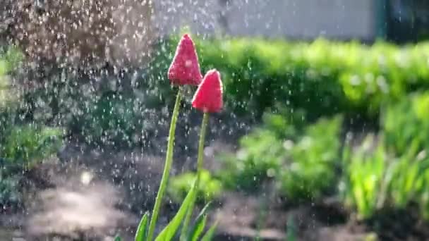 Zorg voor tuin - close-up uitzicht van tuinman water geven bloemen slow motion video — Stockvideo