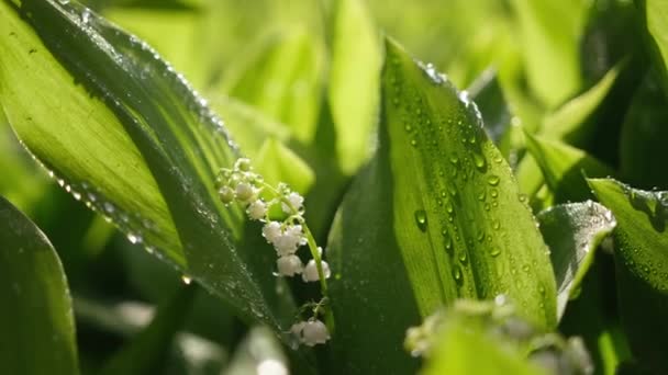 White lily of the valley flowers and young green leaves on a rainy sunny spring day — Vídeos de Stock