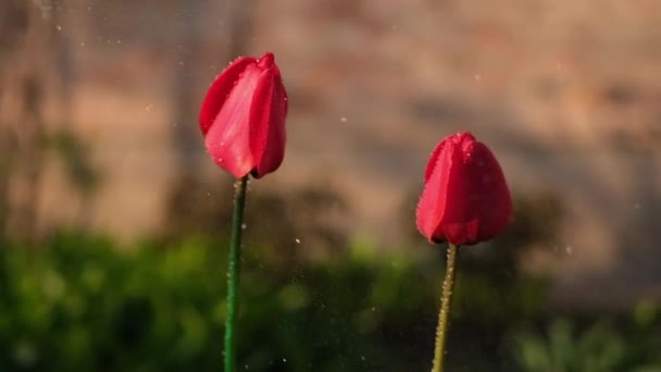 Zorg voor tuin - close-up uitzicht van tuinman water geven bloemen slow motion video — Stockvideo