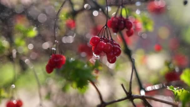 Red Viburnum Berries Hang on the Tree in Autumn at rainy day — Wideo stockowe