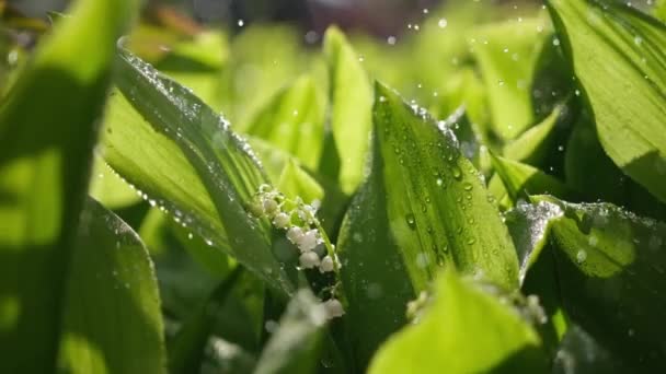 Lírio branco das flores do vale e folhas verdes jovens em um dia de primavera ensolarado chuvoso — Vídeo de Stock