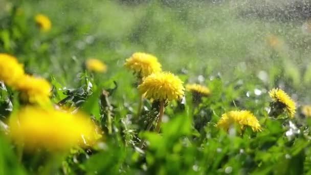 Close up of beautiful yellow dandelion flowers growing on meadow of sunny day — Vídeo de stock