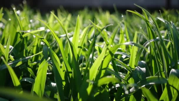 Fresh green grass with dew drops closeup footage — ストック動画