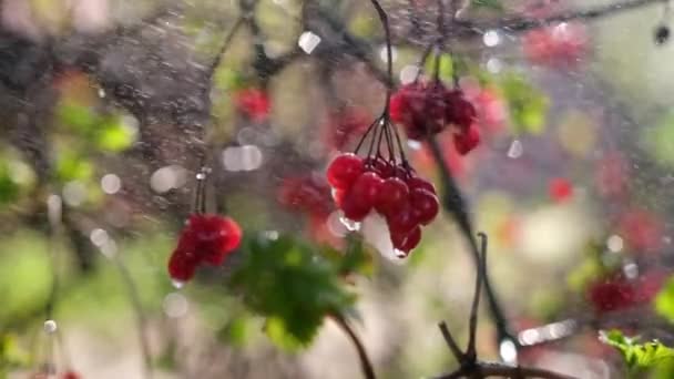 Röda Viburnum bär Häng på trädet i höst på regnig dag — Stockvideo