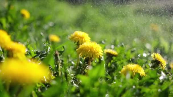 Закрыть красивые желтые цветки одуванчиков, растущие на лужайке солнечного дня — стоковое видео