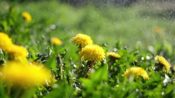 在阳光灿烂的草地上生长着美丽的黄色蒲公英 — 图库视频影像