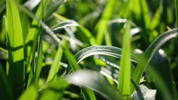 鲜绿色草叶，露珠滴落特写镜头 — 图库视频影像