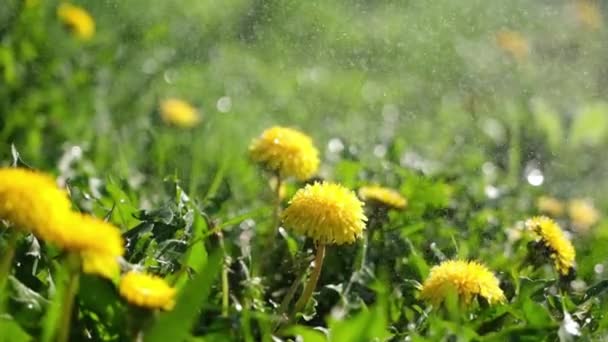 Primer plano de hermosas flores de diente de león amarillo creciendo en el prado del día soleado — Vídeo de stock