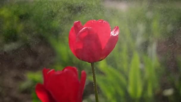 Grabación de video macro en cámara lenta de tulipán rojo en flor bajo lluvia primaveral — Vídeos de Stock