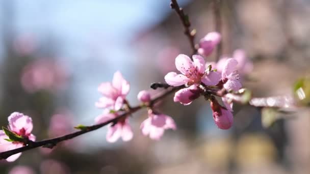 Close up video of Sakura blossoms in full bloom at spring day — Wideo stockowe