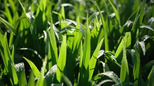 Frisches grünes Gras mit Tautropfen Nahaufnahmen — Stockvideo
