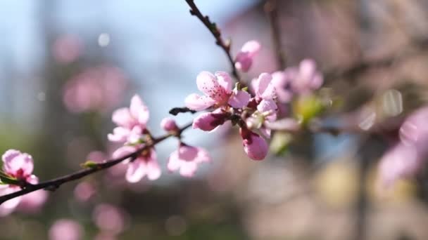 Blisko wideo Sakura kwiaty w pełnym rozkwicie w dzień wiosny — Wideo stockowe