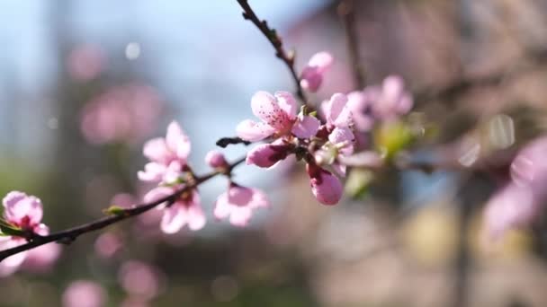 Close up video of Sakura blossoms in full bloom at spring day — Wideo stockowe