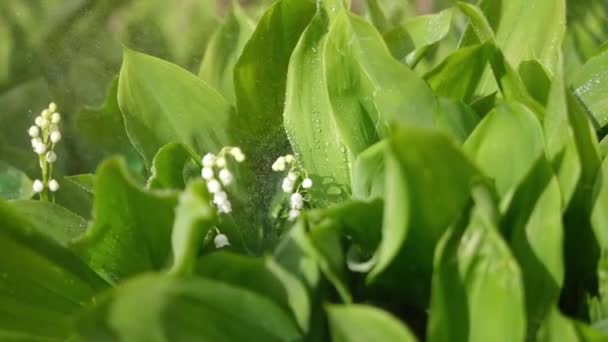 Lirio blanco de las flores del valle y hojas verdes jóvenes en un día lluvioso y soleado de primavera — Vídeo de stock