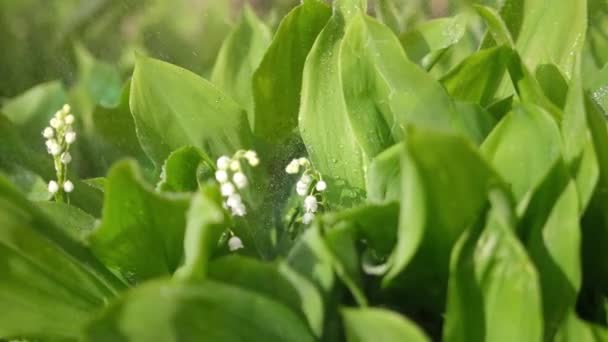 Lirio blanco de las flores del valle y hojas verdes jóvenes en un día lluvioso y soleado de primavera — Vídeos de Stock