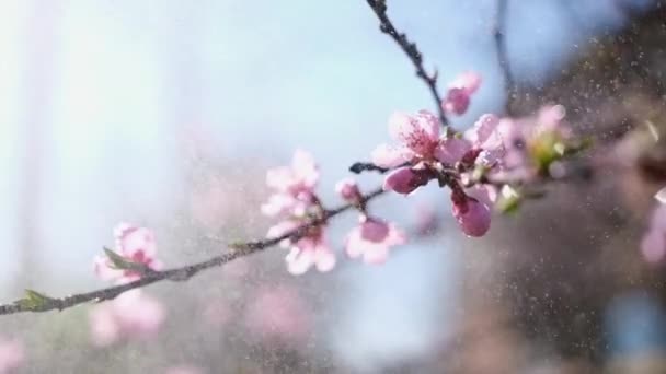 Close up video of Sakura blossoms in full bloom at spring day — Stock Video