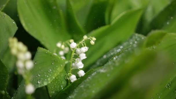 White lily of the valley flowers and young green leaves on a rainy sunny spring day — Vídeos de Stock