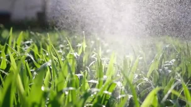 Achten Sie auf den Garten - Nahaufnahme von Gärtnern, die Pflanzen im Beet in Zeitlupe gießen Video — Stockvideo