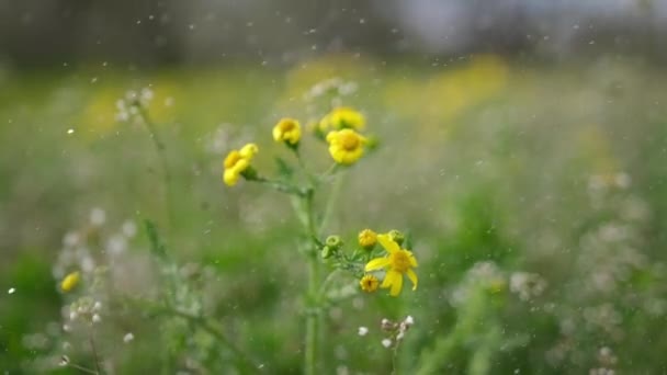 Chute de pluie sur les fleurs jaunes des champs de colza au printemps — Video