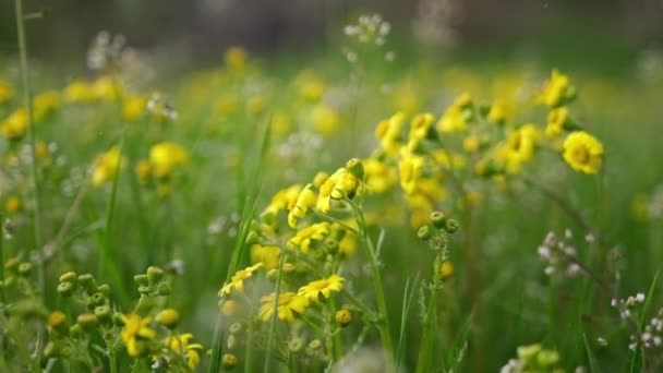 Дождь падает на желтый рапс полевые цветы в весенний день — стоковое видео