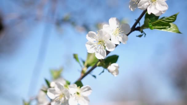 Τα άνθη κερασιάς ή βερίκοκων ανθίζουν πλήρως την ανοιξιάτικη ημέρα — Αρχείο Βίντεο