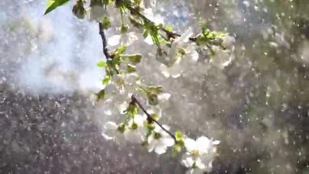 Körsbär eller aprikosblommor är i full blom på vårdagen — Stockvideo
