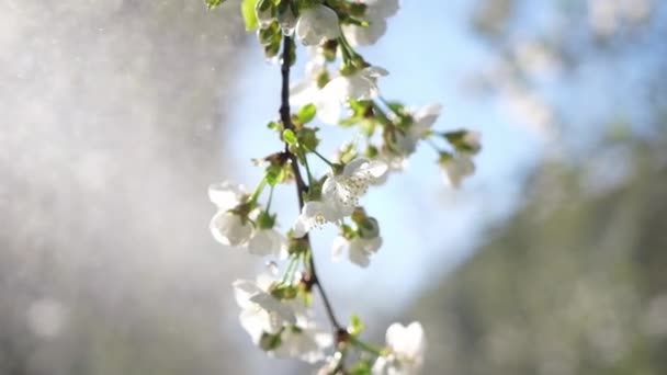 Kwiaty Wiśni Lub Moreli Pełnym Rozkwicie Dzień Wiosny Wysokiej Jakości — Wideo stockowe