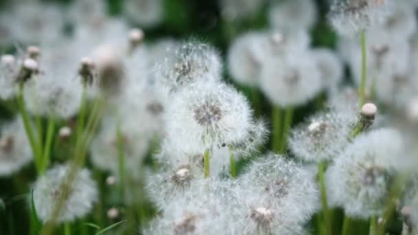 Flor Diente León Esponjoso Blanco Crece Hierba Cerca Vídeo Cámara — Vídeos de Stock